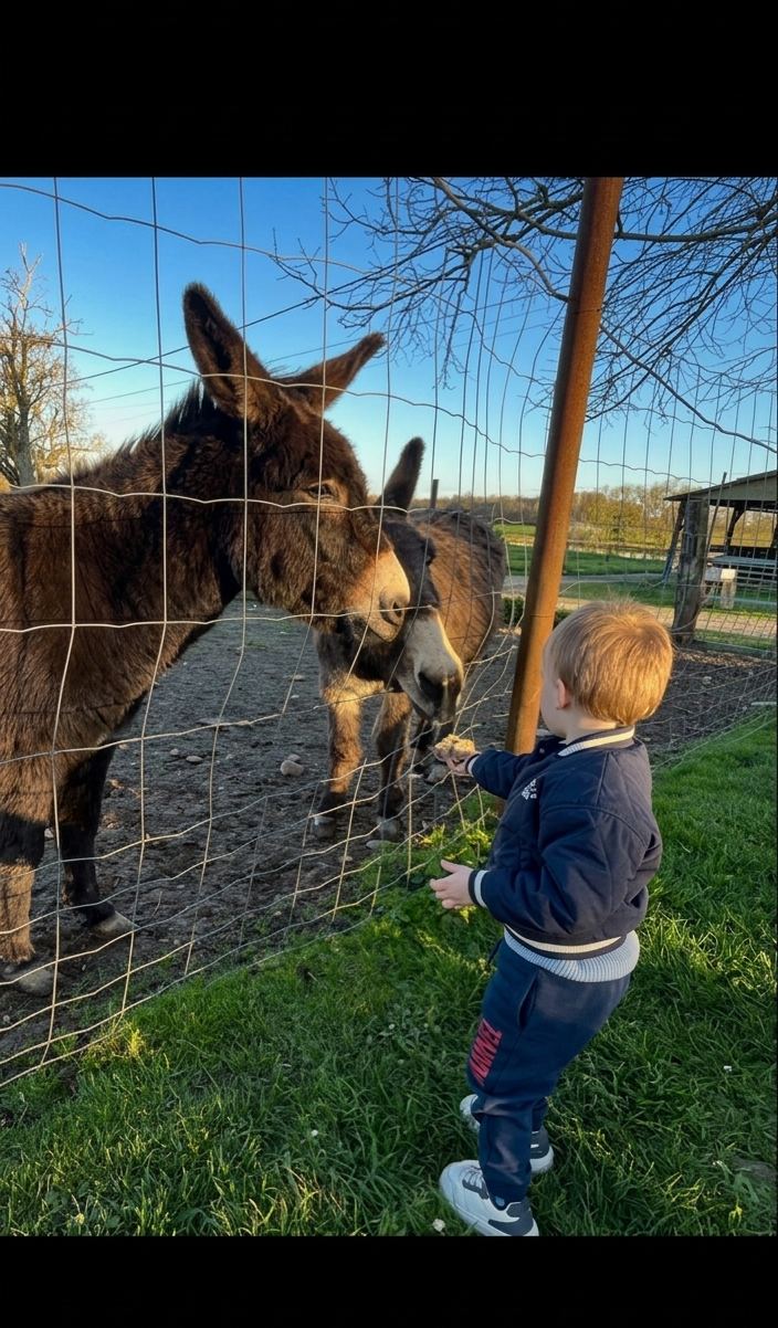 Enfant qui donne à manger aux ânes à travers le grillage – Gîte Les Pétillières